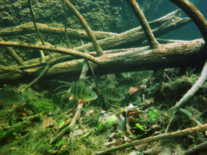 Barsche am Traunfall