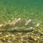 Huchen Traunfall