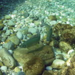 Fische in der Traun